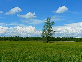 Bild: Pixabay