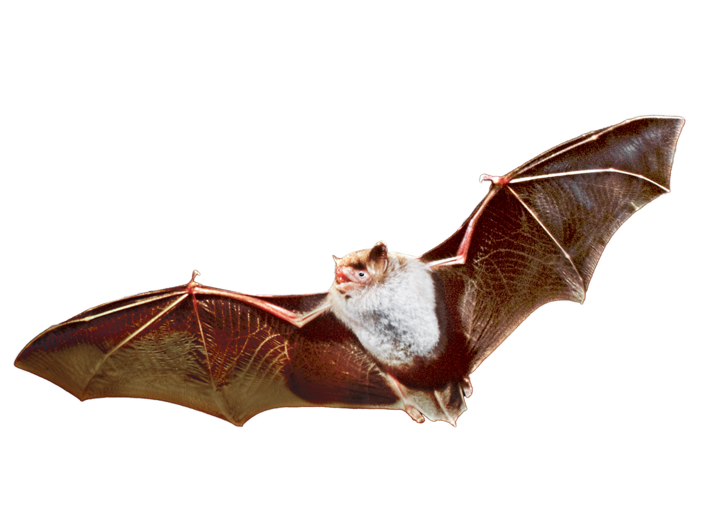 Eine Wasserfledermaus auf der Jagd beobachten - bei einer Fledermaustour des NEZ Allgäu! (Bild: BN Archiv)