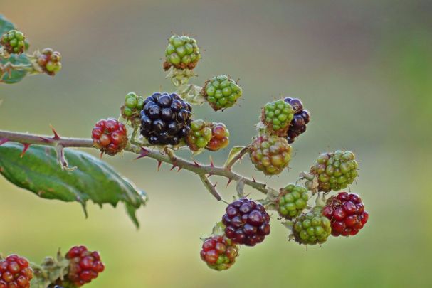 Brombeeren, Bild von Anja auf Pixabay