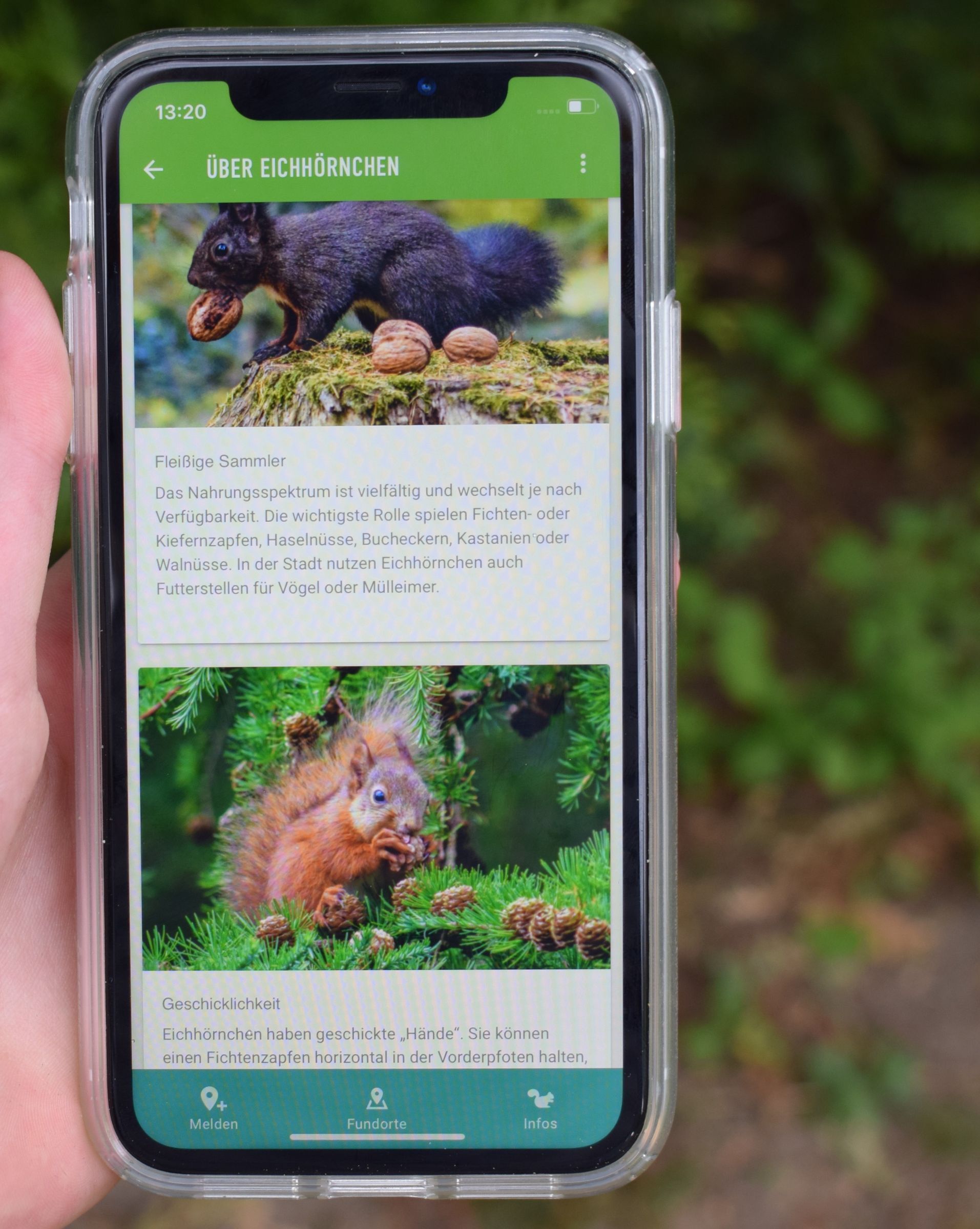 Die Eichhörnchen App des BUND (Bild: Fanny Hafenmair)