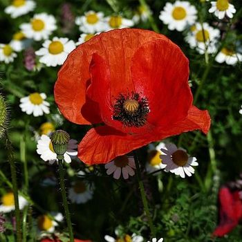 Blumen entdecken kennenlernen erforschen