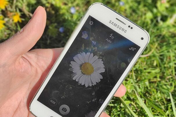 Fotografiere deine Blüte