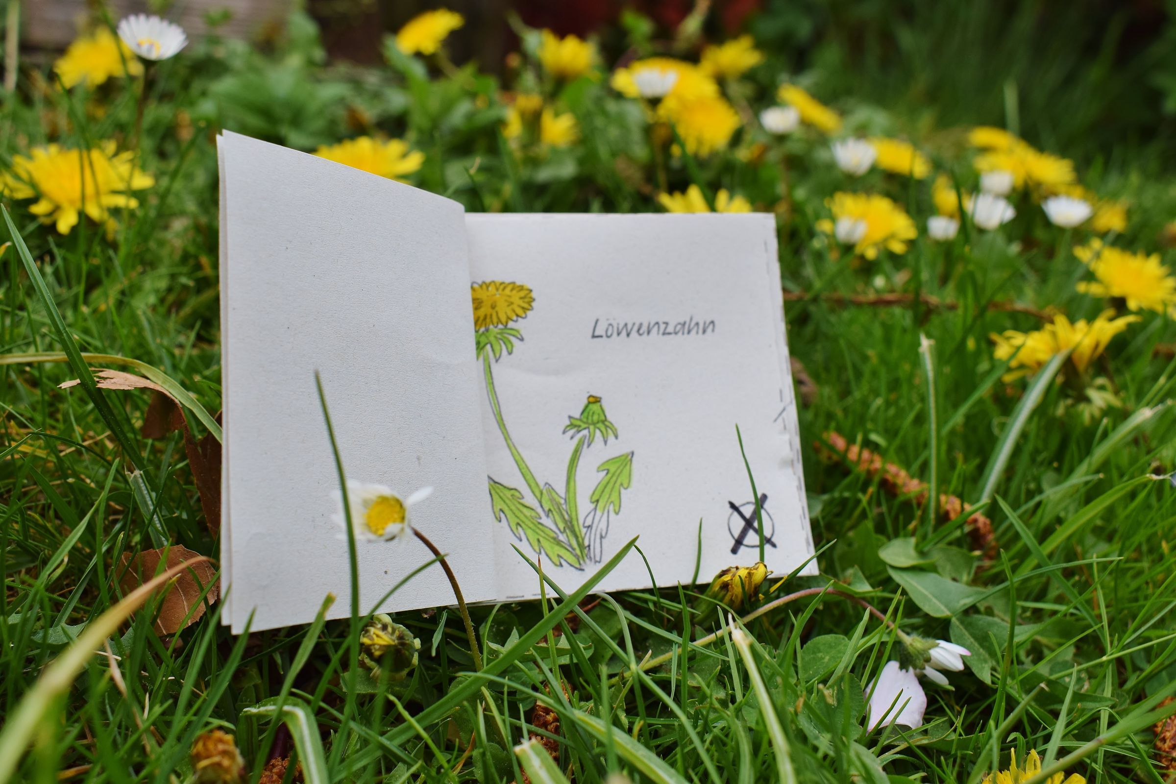 Dein Wiesenpflanzenbuch (Bildquelle: Fanny Hafenmair)