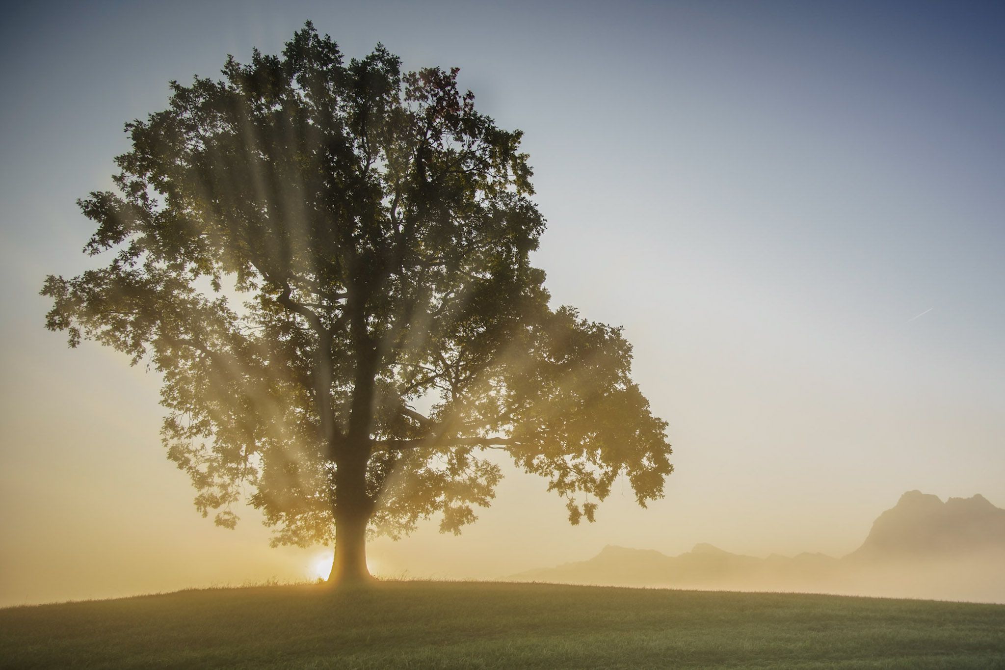 Baum im dunstigen Gegenlicht der Sonne