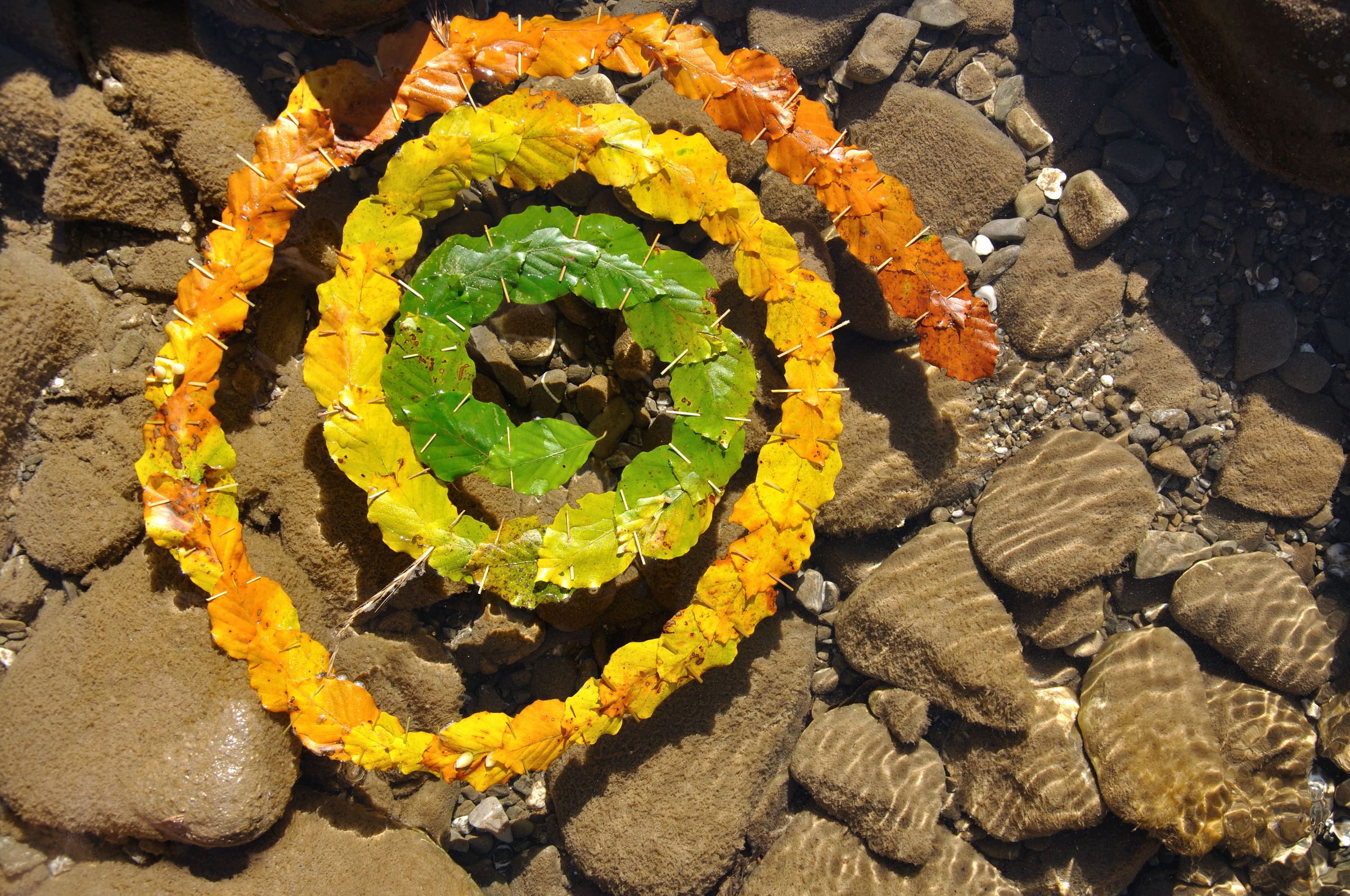 Eine im Wasser treibende Spirale aus gelben, orangen und grünen Blättern