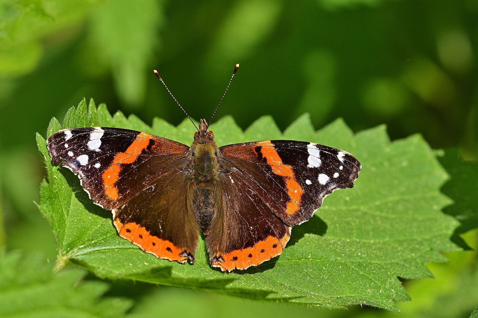 Der Admiral mag die Blüten des Schmetterlingflieders oder Efeu, aber auch Fallobst. Die Raupen des Admirals leben auf Brennnesseln, diese sind also sehr wichtig für den hübschen Tagfalter!