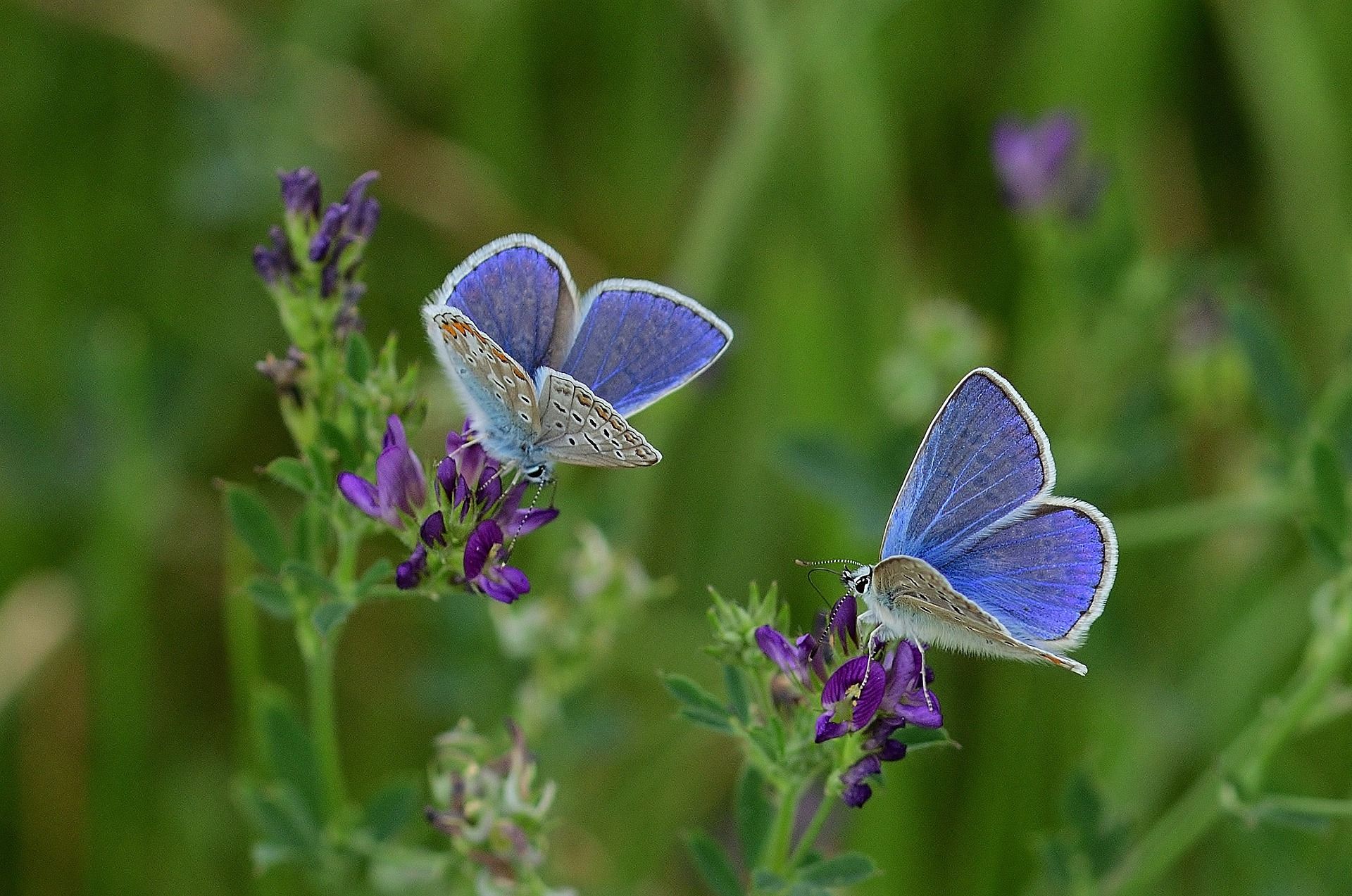 In der Schmetterlingsfamilie der Bläulinge gibt es zahlreiche Arten, die wunderschön blau, aber teilweise sehr schwer zu unterscheiden sind.