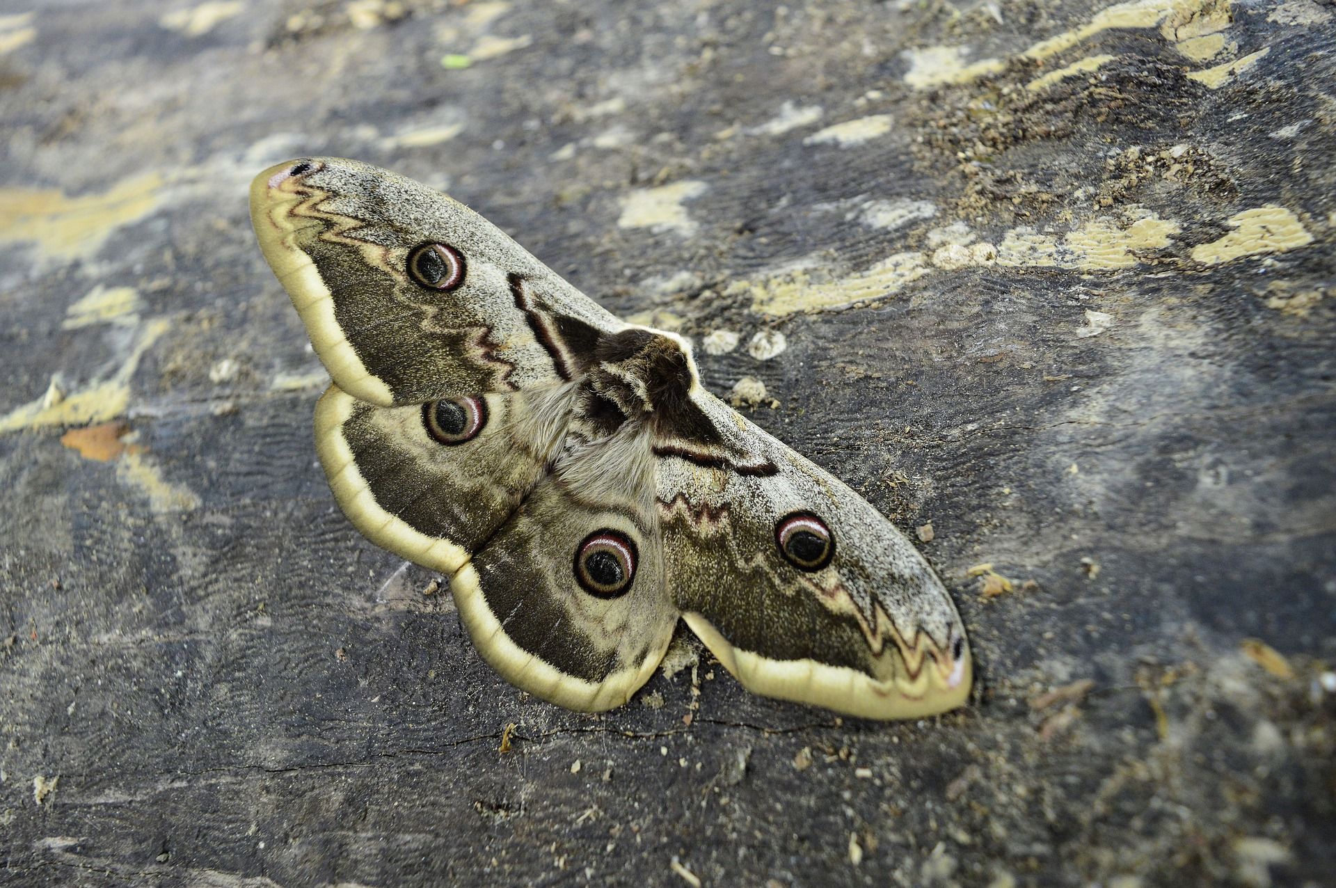 Als erwachsener Schmetterling lebt das Nachtpfauenauge nur wenige Tage, da es keine Mundwerkzeuge hat, um etwas zu fressen. Nachtfalter erkennst du an den Fühlern: sie sind breit und gekämmt.