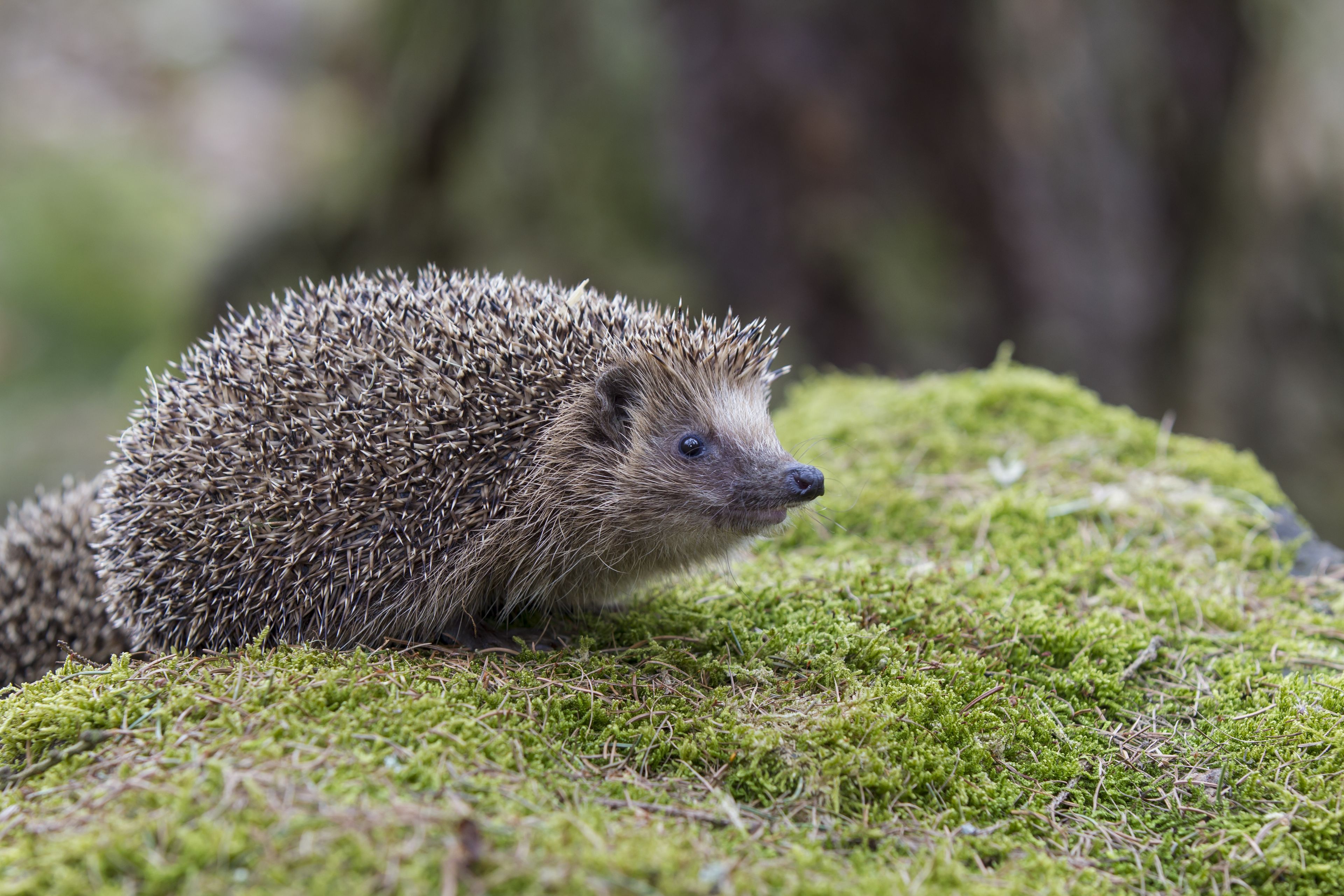 Igel, Erinaceus europaeus, Hedgehog