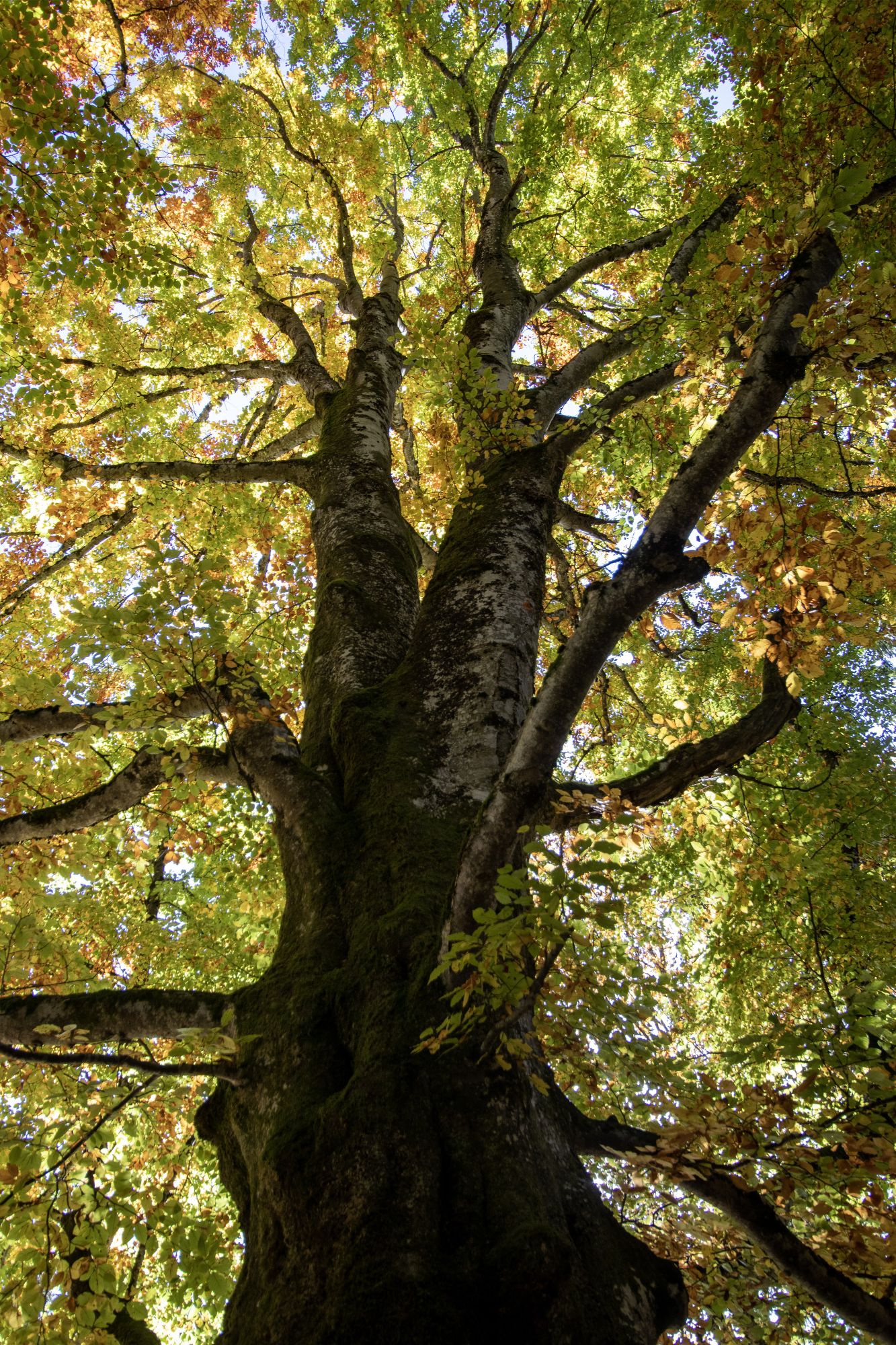 Stadtbäume sind von zentraler Bedeutung für Klimawandelanpassung und den Erhalt der Biodiversität in Siedlungsräumen. (Fotografin: Sonja Kreil)