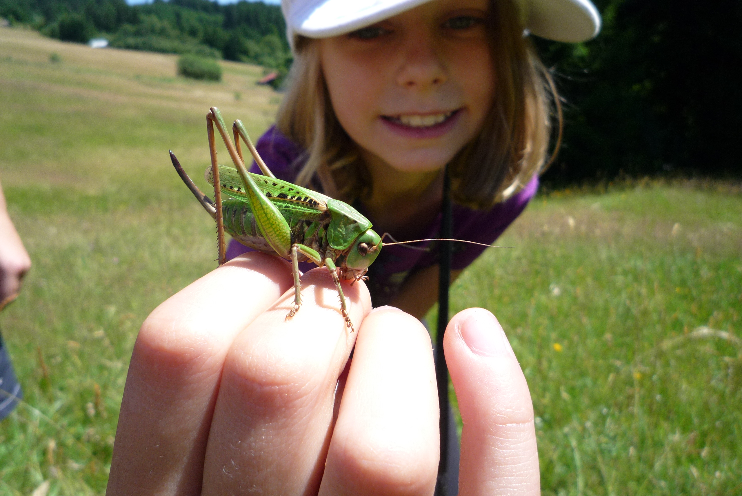Eine Heuschrecke - wir entdecken die Natur!